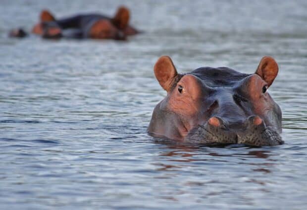 A hippopotamus is partially submerged in a calm body of water with eyes and ears above the surface, 2K Desktop Wallpaper