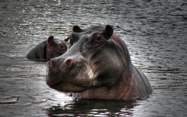 A hippopotamus is partially submerged with another hippo in the background, HD Desktop Wallpaper