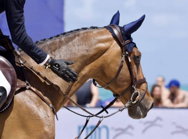 The horse is equipped with reins and the rider wears gloves, HD Desktop Wallpaper