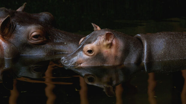 A close up of two hippopotamuses touching noses in calm water, HD Desktop Wallpaper