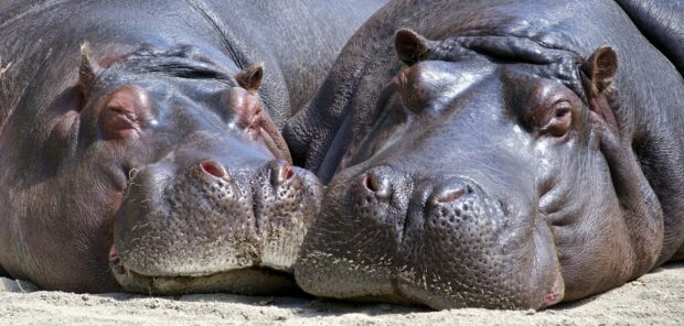 Two hippopotamuses lying close to each other with their eyes partly closed on sandy ground, 2K Desktop Wallpaper
