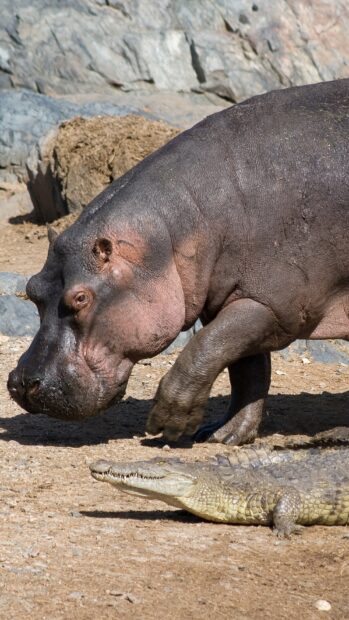 A hippopotamus is walking near a resting crocodile on dry land in this natural scene, HD Mobile Wallpaper