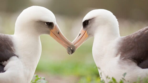 Two albatross birds are facing each other with their beaks touching gently, HD Desktop Wallpaper