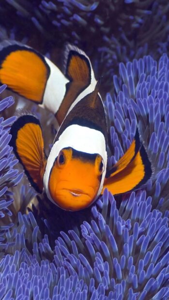 A clownfish is nestled within vibrant purple sea anemones in this tropical fish scene, HD Phone Wallpaper