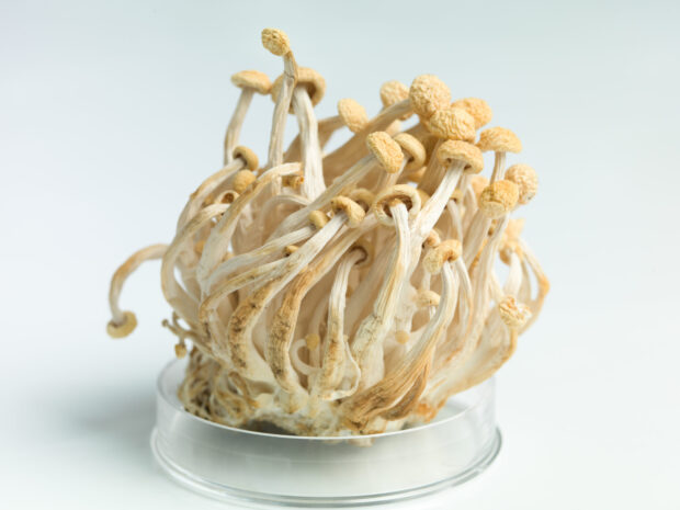 A cluster of enoki mushrooms with slender stems and round caps in a clear dish, HD Desktop Wallpaper