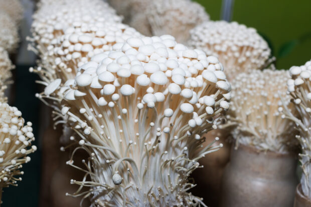 A close up of enoki mushrooms growing in a controlled environment, HD Desktop Wallpaper