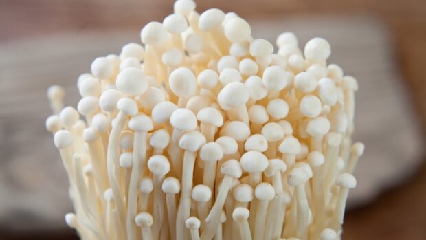 A close up view of enoki mushrooms growing in a cluster showing their delicate white caps and long stems, HD Desktop Wallpaper