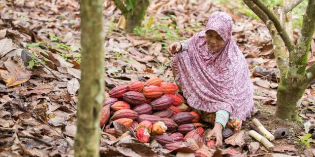 A woman wearing a patterned hijab is sorting cocoa pods on the ground surrounded by trees, 2K Desktop Wallpaper