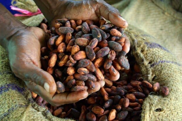 A pair of hands holding cocoa beans over a sack of harvested cocoa beans for Cocao Wallpapers, HD Desktop Wallpaper
