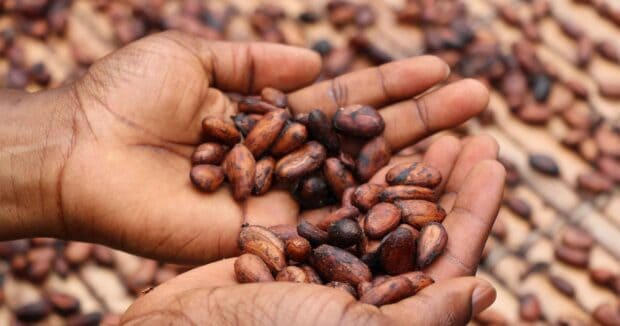A person is holding cocoa beans in their hands with more beans scattered in the background, HD Desktop Wallpaper