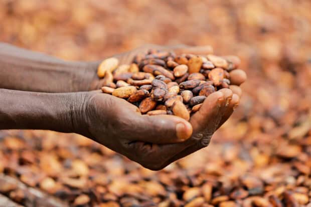 A person holding cocoa beans in both hands with more beans blurred in the background, HD Desktop Wallpaper