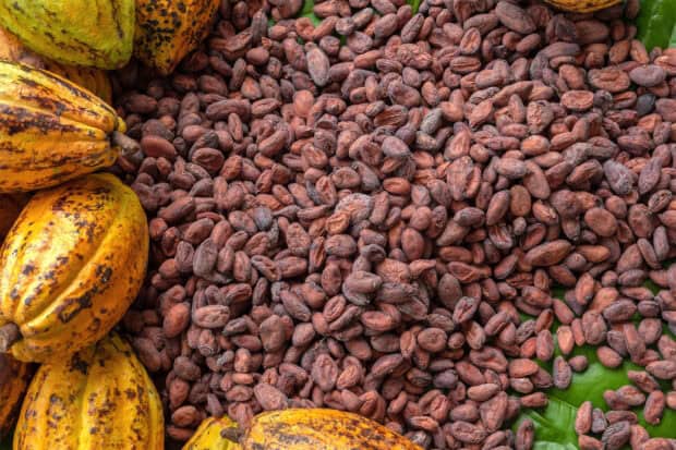 Fresh cocoa pods and beans spread on green leaves in a farm, HD Desktop Wallpaper