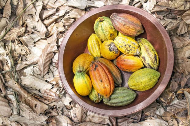 A round container filled with colorful cocoa pods lies on dried leaves outdoors showing Cocao Wallpapers, HD Desktop Wallpaper