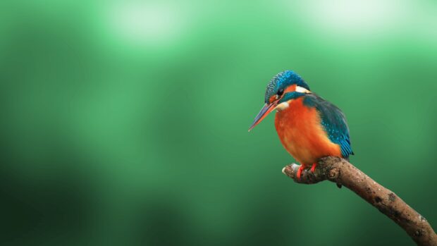 A kingfisher bird with vibrant blue and orange feathers perches calmly on a branch, 4K Desktop Wallpaper