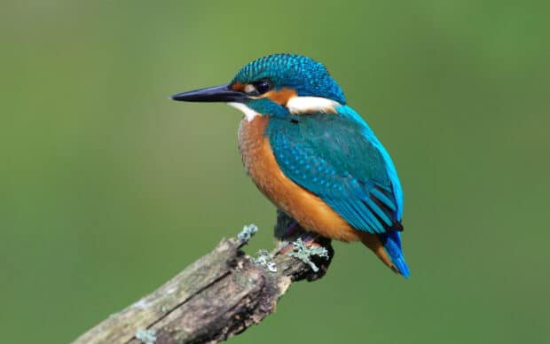 A bright kingfisher bird perches on a branch with a green blurred background, 2K Desktop Wallpaper