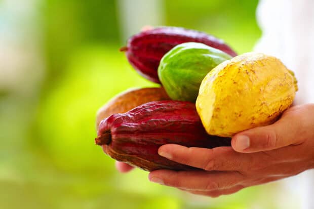 A hand holding colorful cocoa pods showcasing different ripening stages for Cocao Wallpapers, HD Desktop Wallpaper