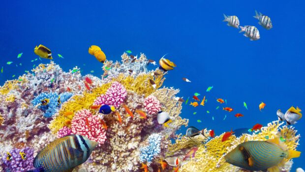 Tropical fish swimming around a vibrant coral reef under clear blue water, 4K Desktop Wallpaper