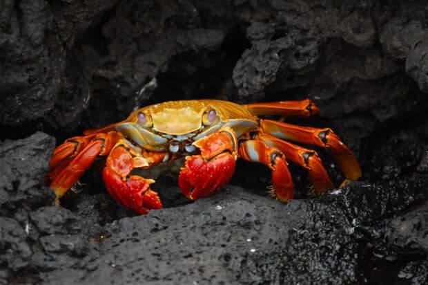 A colorful crab is resting on dark volcanic rocks in the Galapagos Islands, 2K Desktop Wallpaper
