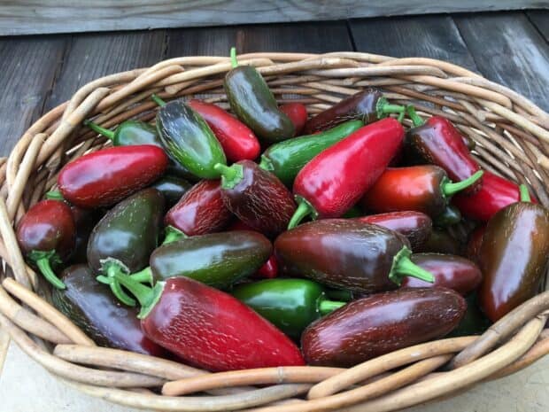 A basket filled with fresh colorful jalapeno peppers showing their red and green hues, HD Desktop Wallpaper