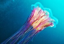 A glowing jellyfish swims gracefully in deep blue water with vivid colors, HD Desktop Wallpaper