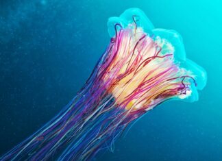 A glowing jellyfish swims gracefully in deep blue water with vivid colors, HD Desktop Wallpaper
