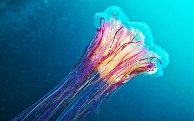 A glowing jellyfish swims gracefully in deep blue water with vivid colors, HD Desktop Wallpaper