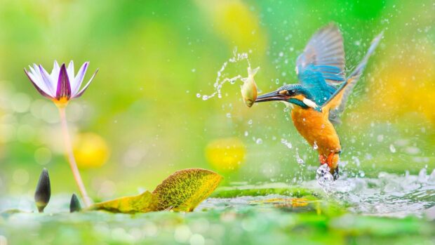 A colorful kingfisher bird catches a fish above a pond with water splashes and lily leaves, HD Desktop Wallpaper