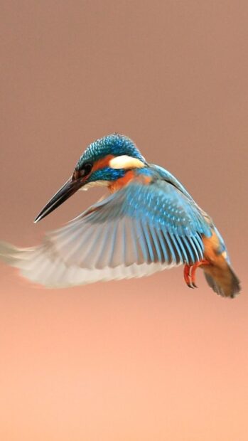 A kingfisher bird is captured flying with blurred wings against a soft background, HD Phone Wallpaper