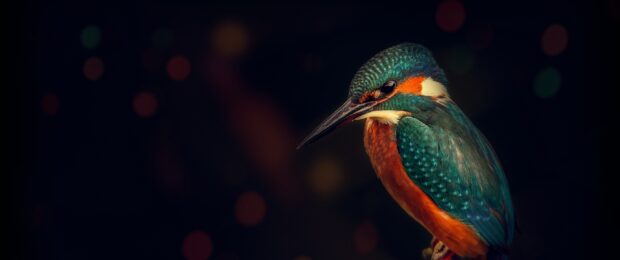 A vibrant kingfisher bird with blue and orange feathers sits calmly in a dark blurred background, 2K Desktop Wallpaper