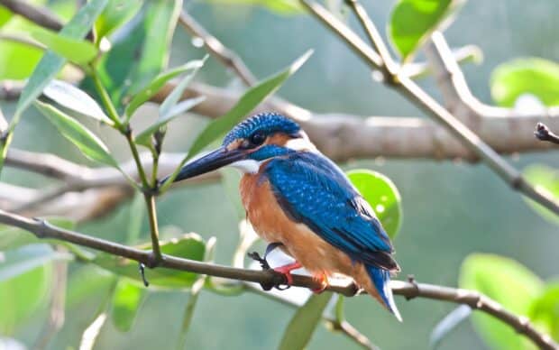 A vibrant kingfisher bird with blue and orange feathers perched on a leafy branch, HD Desktop Wallpaper