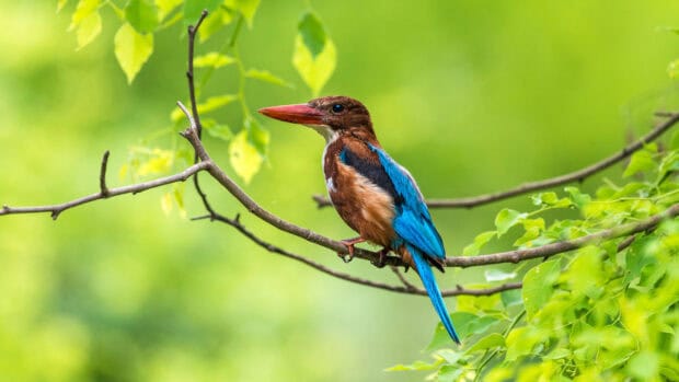 A vibrant kingfisher bird with bright blue and brown feathers resting on a branch in nature, 4K Desktop Wallpaper