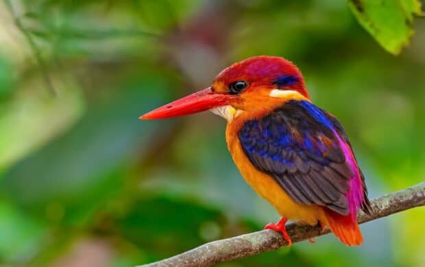 A vibrant kingfisher bird with bright red, orange, and blue feathers sitting on a branch in a natural environment, HD Desktop Wallpaper