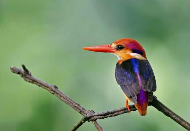 A colorful kingfisher bird is perched calmly on a thin branch with a blurred green background, HD Desktop Wallpaper