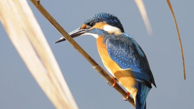 A vibrant kingfisher bird is perched on a brown reed against a soft gray background, HD Desktop Wallpaper