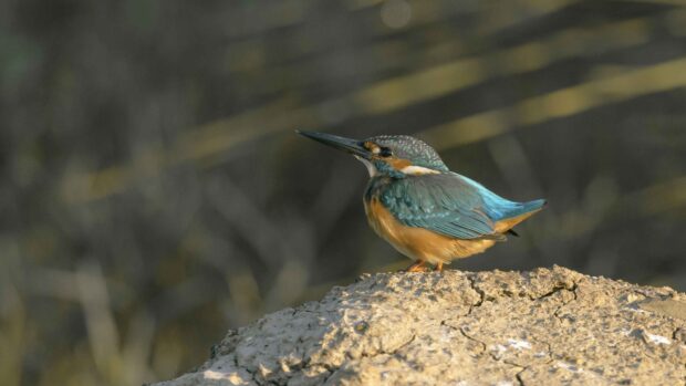 A colorful kingfisher bird perched on a rocky surface with a blurred natural background, 4K Desktop Wallpaper