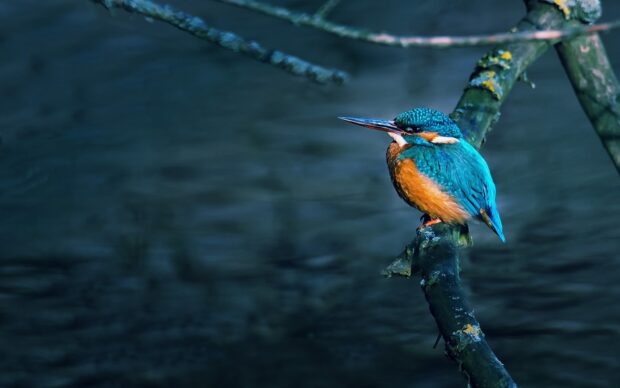 A vibrant kingfisher bird sits calmly on a mossy branch near dark water, HD Desktop Wallpaper
