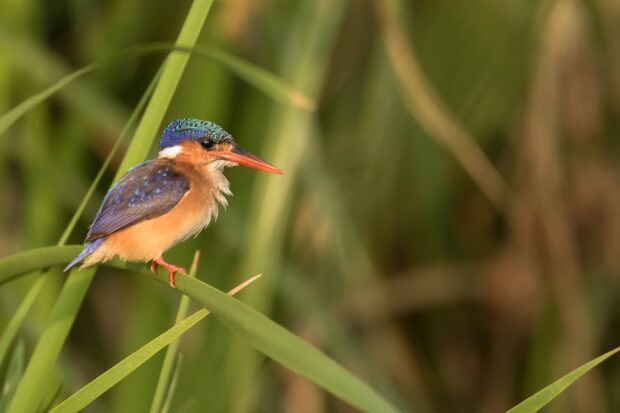 A colorful kingfisher bird sits calmly on green leaves in natural habitat, HD Desktop Wallpaper