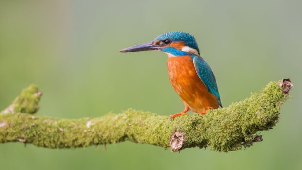 A vibrant kingfisher bird with bright blue and orange feathers sits on a green moss covered branch, 2K Desktop Wallpaper