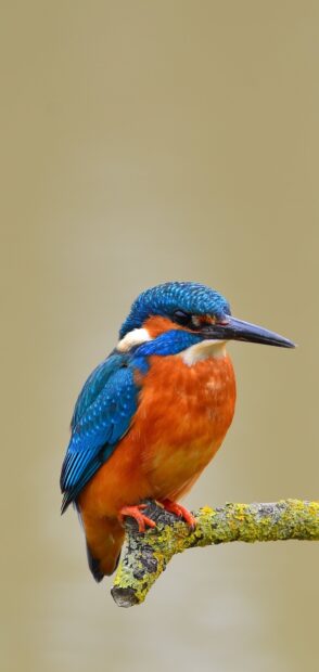 A vibrant kingfisher bird with bright blue and orange feathers is sitting on a moss covered branch, 2K Mobile Wallpaper