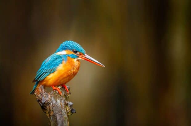 A vibrant kingfisher bird with blue and orange feathers sitting on a branch, HD Desktop Wallpaper