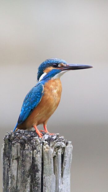 A vibrant kingfisher bird is perched on a weathered wooden post, HD Mobile Wallpaper