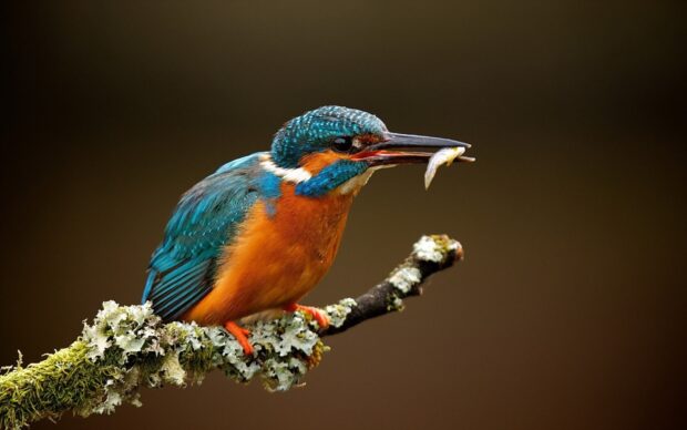 A colorful kingfisher bird is perched on a mossy branch holding a small fish in its beak, HD Desktop Wallpaper