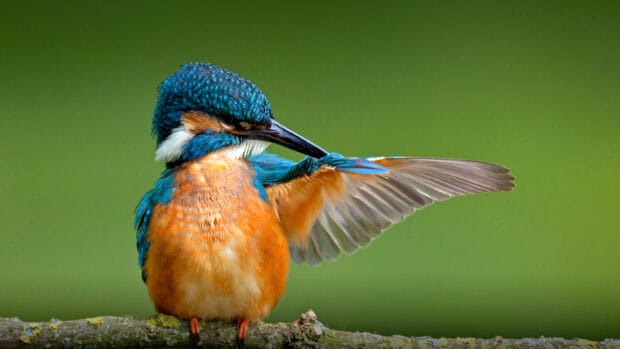 A kingfisher bird stretches its wing while perched on a branch, HD Desktop Wallpaper