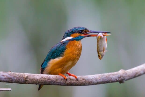 A kingfisher bird is perched on a branch holding a fish in its beak, HD Desktop Wallpaper