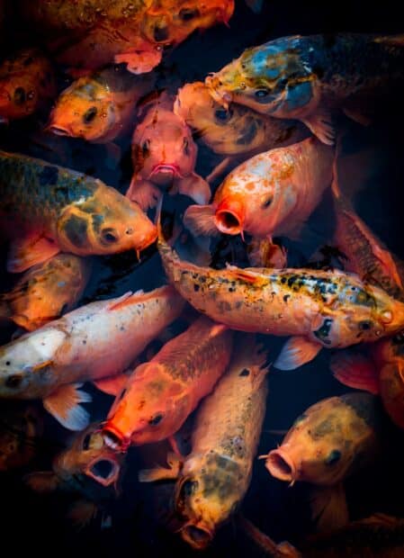 Colorful koi fish swimming closely in deep water shown in koi wallpapers, HD Mobile Wallpaper