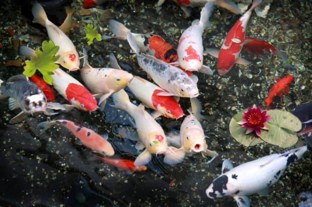 A group of colorful koi fish swim near a lotus flower underwater, 2K Desktop Wallpaper