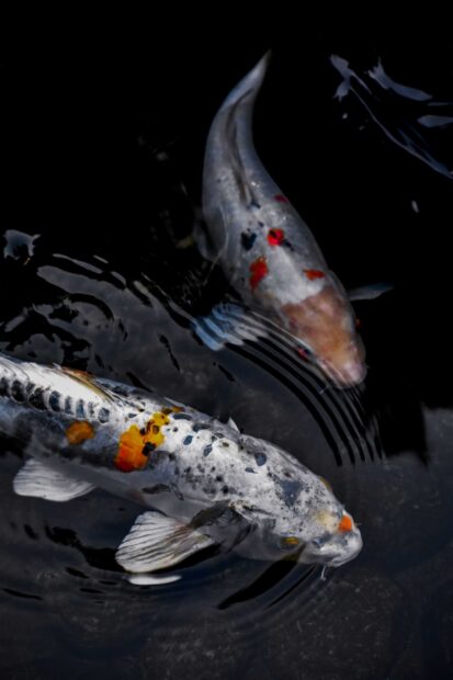 Two koi fish swim gracefully in dark water creating ripple patterns, 2K Mobile Wallpaper