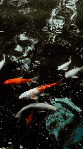 A group of koi fish swim gracefully in dark water with bubbles, HD Mobile Wallpaper