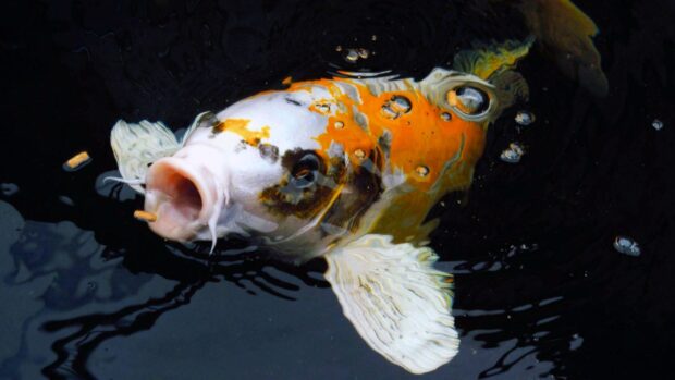 A colorful koi fish is swimming near the water surface with food pellets, HD Desktop Wallpaper