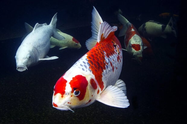 A close up of colorful koi fish swimming gracefully underwater with a dark background, HD Desktop Wallpaper